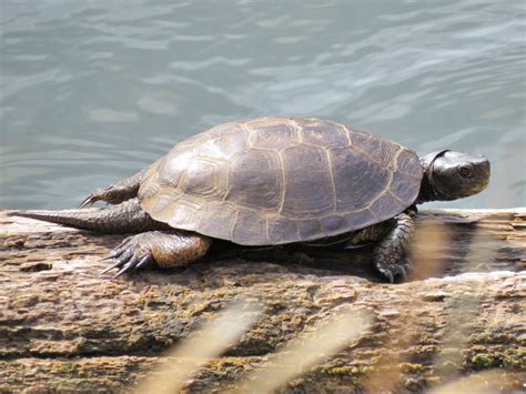 A Record Year for Western Pond Turtle Reintroductions (U.S. National ...