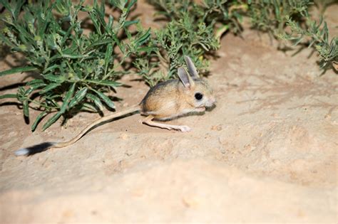 Jerboa Images – Browse 1,268 Stock Photos, Vectors, and Video | Adobe Stock