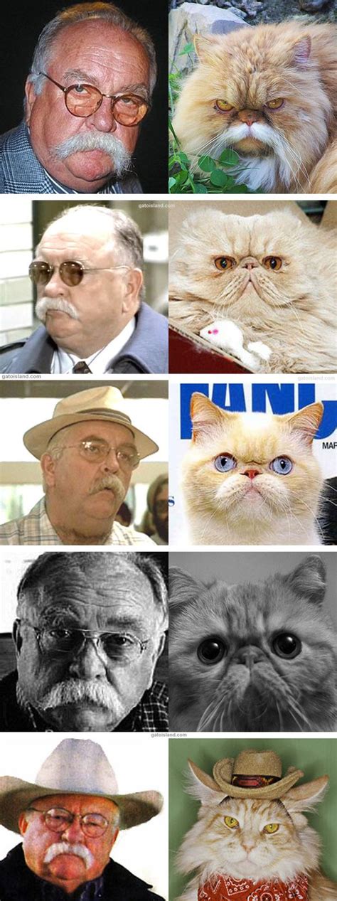 5 Cats that Look Like Wilford Brimley - Cute Sexy Funny Awful