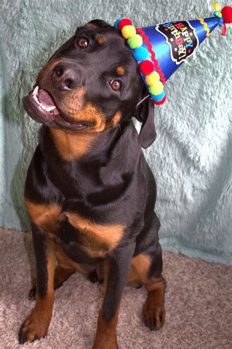 Rottweiler's 1st Birthday | Rottweiler dog, Rottweiler, Rottweiler love