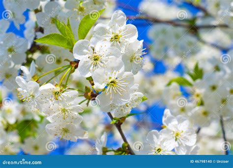 White fruit tree stock photo. Image of health, close - 46798140