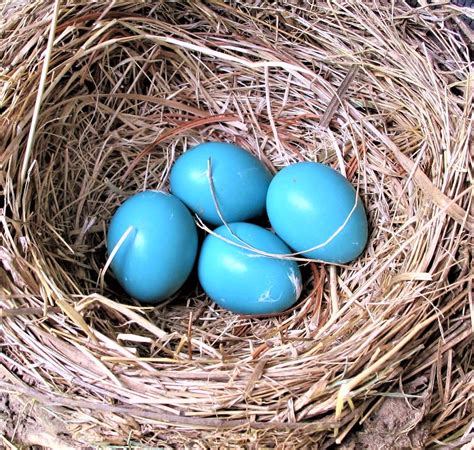 BARRY the BIRDER: Blue Jay (Cyanocitta cristata) eggs...