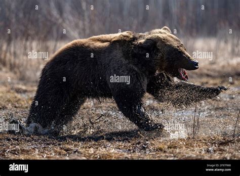 brown bear tongue hanging out Stock Photo - Alamy