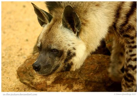 Striped Hyena by In-the-picture on DeviantArt