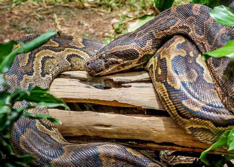 31 African Rock Python Facts (Both Species) Africa's Largest Snake ...