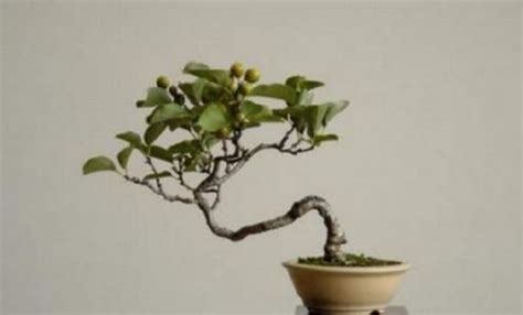 World's Smallest Tree Species | Information Hub Of Besties