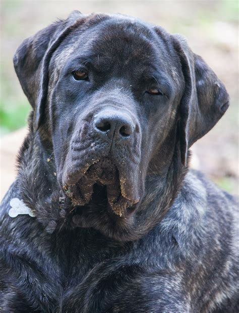 Mastiff Lab Mix Breed Information - A Guide To The Mastador Dog