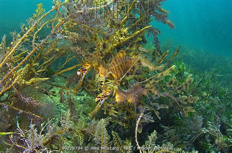 Leafy Sea Dragon Camouflage