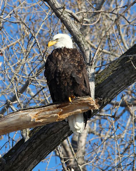 Squaw Creek National Wildlife Refuge, a Missouri National Wildlife Refuge