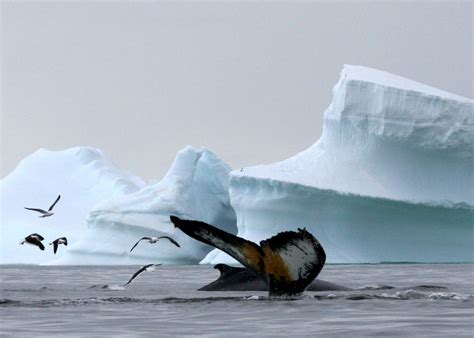 How to protect the whales and other marine mammals of the Antarctic’s Southern Ocean - Whale ...