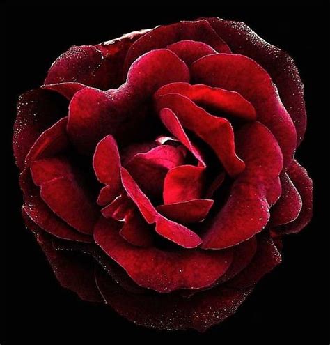 17 Best images about Wine Colored Roses on Pinterest | Deep burgundy, Rose petals and Wine rose