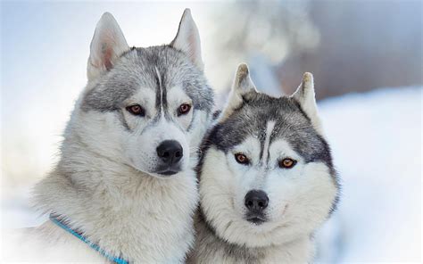 動物 壁紙 高 画質=>高 画質 スマホ 壁紙 動物 ~ 無料のHD壁紙画像