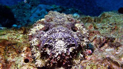 The Stonefish · Local Dive Thailand