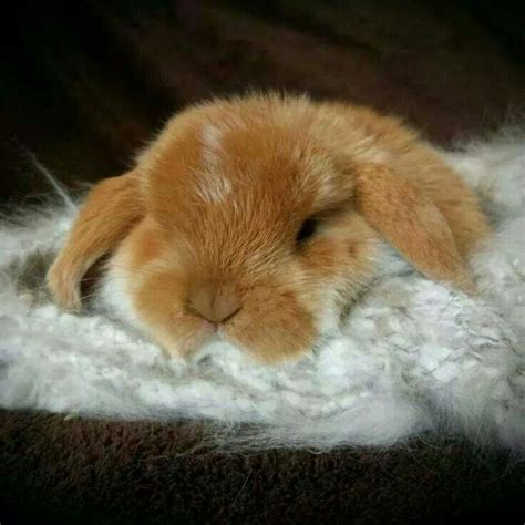 146 best images about Sleeping bunnies on Pinterest | House rabbit, So ...