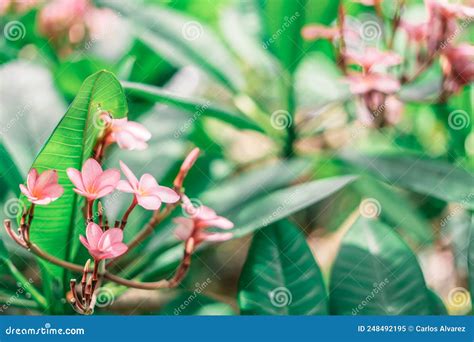 Pink Sacuanjoche Flower. Traditional Plant and National Symbol Stock ...