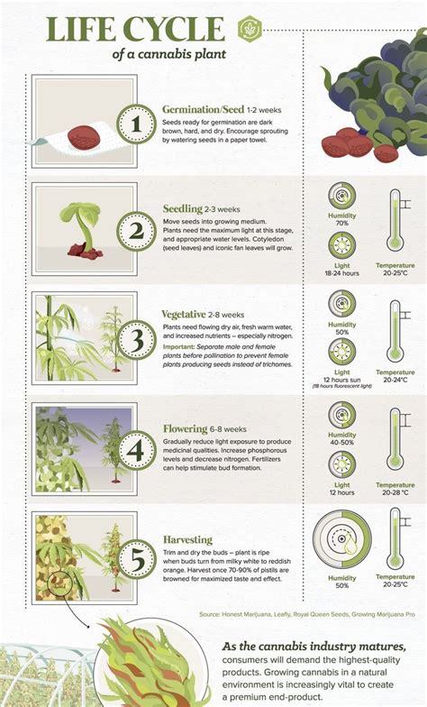 Learn more about the Cannabis Plant Life Cycle ! - Varijuana | Medical Marijuana Directory