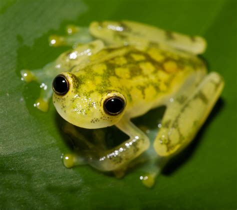 Norman McMillan – Tree Frogs