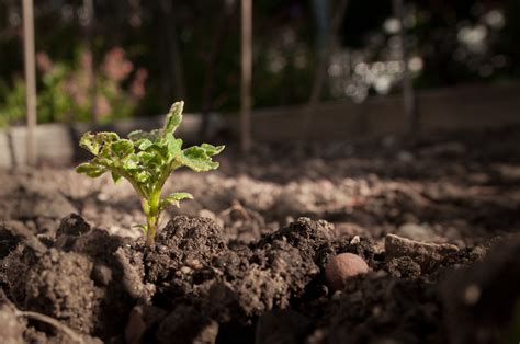 Organic Soil Amendments