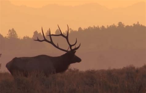 Forest Extends Deadline for Public Comments on Elk Habitat Objectives - Montana Hunting and ...