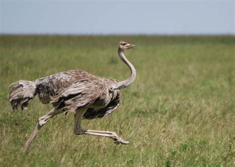 Ostrich Female Running. Through the grass of the Masi Mara , #ad, #Running, #Female, #Ostrich, # ...