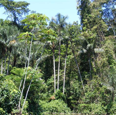 Archivo:Amazonian rainforest 2.JPG - Wikipedia, la enciclopedia libre