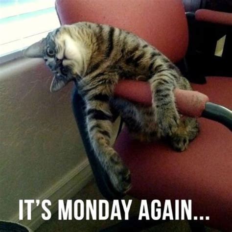 Happy Monday Meme - Funny It's Monday Pics and Images