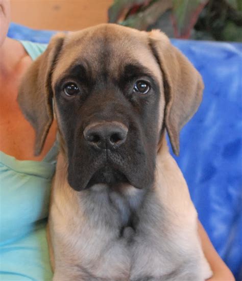 Riggins, a super cute English Mastiff puppy for adoption.