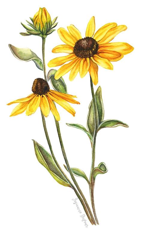 Rudbeckia - #Rudbeckia | Botanical watercolor, Botanical painting ...