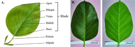 Plant Blade