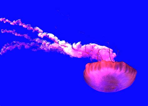 Jellyfish, at the Toronto Aquarium , jan/15 | My first visit… | Flickr