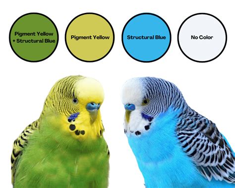 Your Guide to Budgie Colors: What Color is Your Budgie? - The Budgie Academy