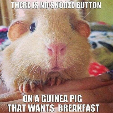 Sayings Guinea Pig Quotes - jengordon288