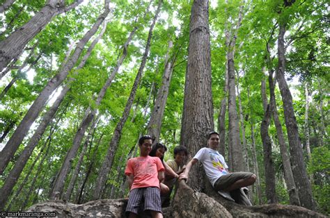 Bohol Man-Made Forest - Philippines Tour Guide