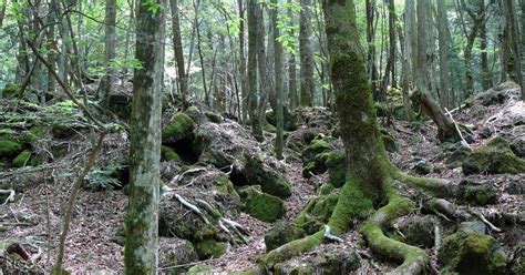 Aokigahara Forest Trekking Tour