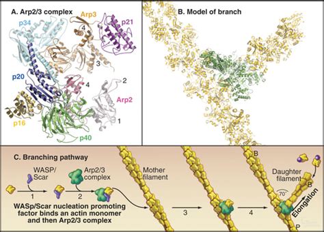 Actin and Actin-Binding Proteins | Basicmedical Key