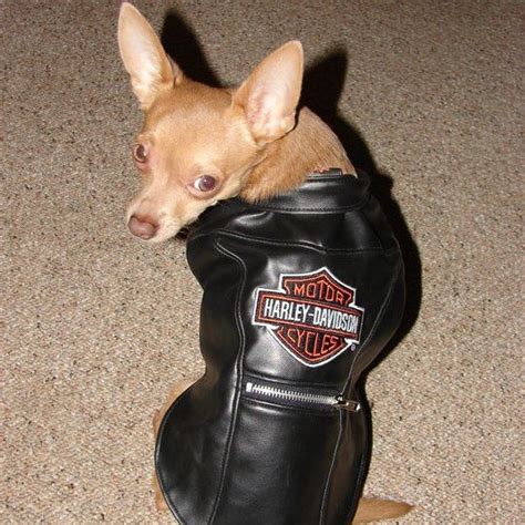 Chihuahua Leather Jacket - Pets Lovers