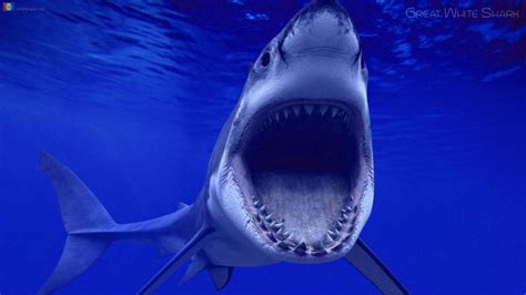 Shark Attack Live Wallpaper Android Live Wallpaper download. 49+ Live ...