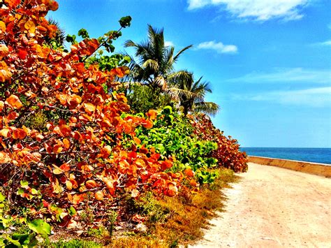 the beach is lined with trees and bushes on both sides of the road, along with an ocean in the ...