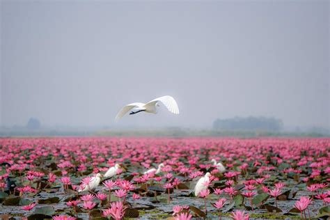 Red Lotus Lake (2022) - Travel S Helper