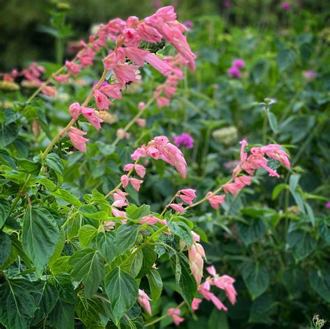 Salvia splendens van houtii Peachy Pink | Avant Gardens