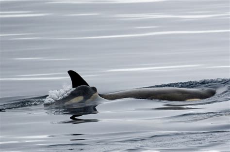 Killer Whales in Antarctica - Entouriste