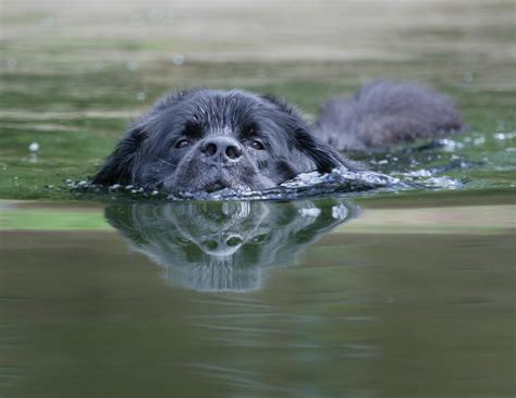 Newfoundland Dog Swimming | [#] Lunawsome