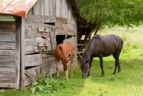 Five Steps to a Great Summer Horse Pasture | EquiMed - Horse Health Matters