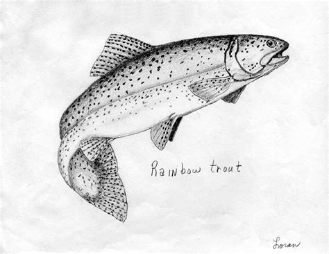 Rainbow Trout Outline