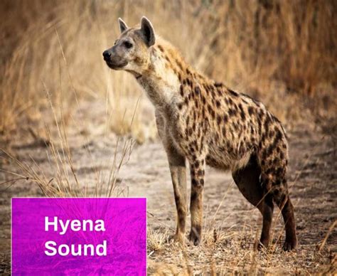 Hyena Sound Free MP3 Download | Mingo Sounds