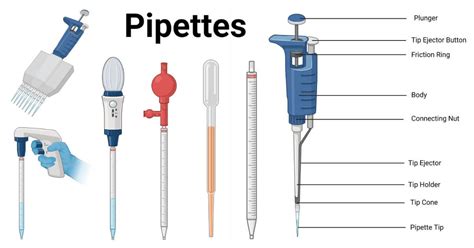 Pipette- Principle, Parts, Types, Procedure, Uses, Examples ...