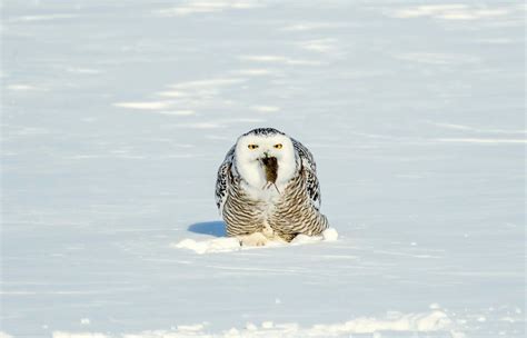 Snowy owl catches his prey : r/natureismetal