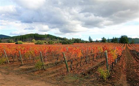 The Flavors of Carménère: History, Taste & Growing Regions • Winetraveler