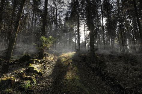 Spooky Autumn Forest Background by Burtn on DeviantArt