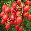 Amazon.com: Best Garden Seeds Heirloom 'Feng Tao' Bunches of Pink Red ...